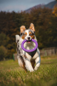 Australian shepherd runs around field and collects his disc to play with. blue merle dog fetch