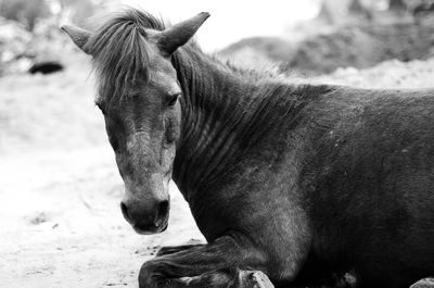 Close-up of a horse