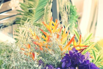 Close-up of purple flowering plants