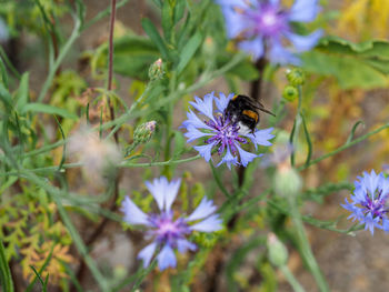 Close-up of bee pollinating on purple flower