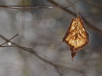 Close-up of dry leaf on twig during winter