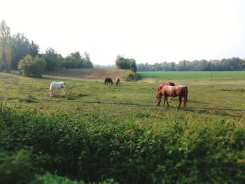 Horses grazing in a field