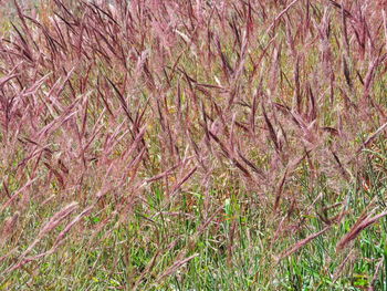 Close-up of fresh pink flower tree