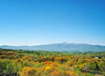 Scenic view of field against clear blue sky