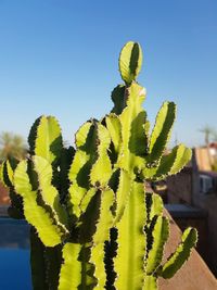 Close-up of succulent plant against sky