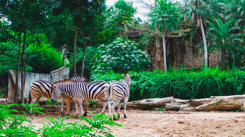 View of zebras in the field