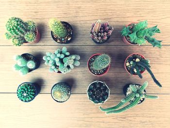 High angle view of multi colored cactus on table