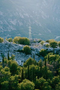 High angle view of trees on mountain