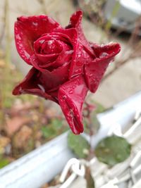 Close-up of wet red rose