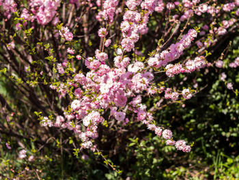 Close-up of pink flowers on tree