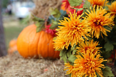 Close-up of orange flower for sale