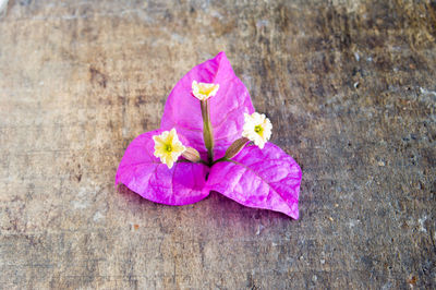 Close-up of pink petals on wood