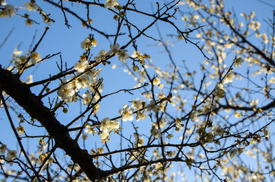 Low angle view of flower tree against sky