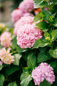 Close-up of pink flowering plant