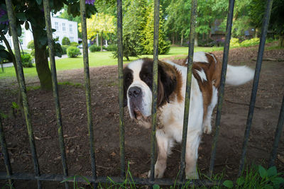 Dog standing in a field