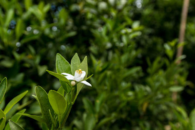 Close-up of flower blooming outdoors