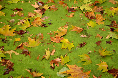 Fallen leaves on field