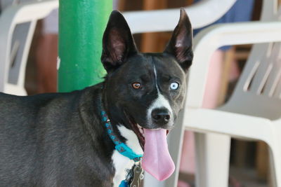 Close-up portrait of dog