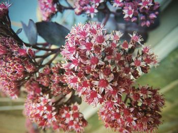 Close-up of pink flowering plants
