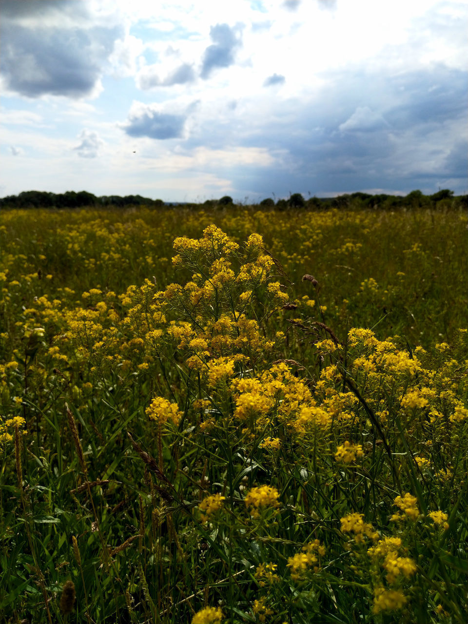 YELLOW FLOWERING PLANTS ON FIELD