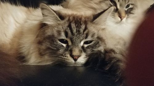 Close-up portrait of a cat