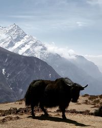 View of horse on snowcapped mountain against sky