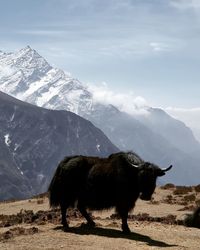 View of nak yak on snowcapped mountain against sky