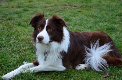 Dog sitting on field