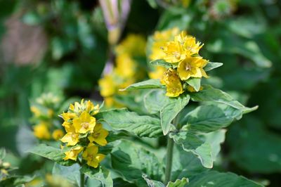 Close-up of yellow flowering plant