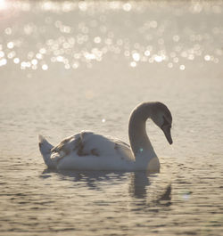 Swan swimming in lake
