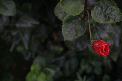 Close-up of red rose on leaves