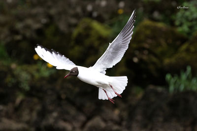 flying