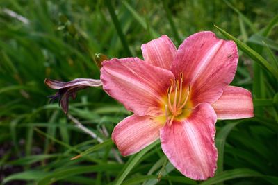 Close-up of pink lily flower