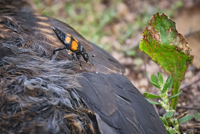 Close-up of butterfly