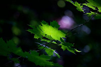 Backlit green leaf in dark surrounding