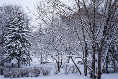 Bare trees on snow covered land