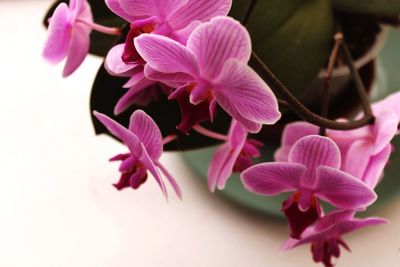 Close-up of pink flowers