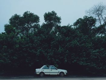 Trees in a row