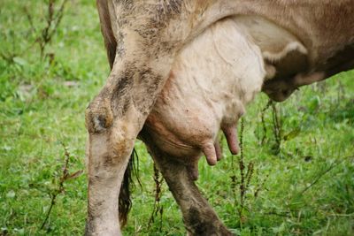 Close-up of horse on field