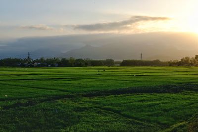 Scenic view of agricultural field against sky during sunset