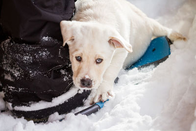 Portrait of white dog in snow