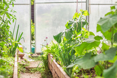 Plants growing in greenhouse