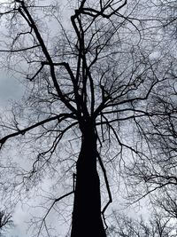 Low angle view of silhouette bare tree against sky
