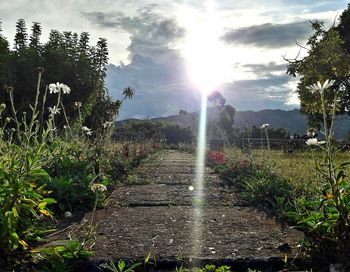 Scenic view of plants against sky