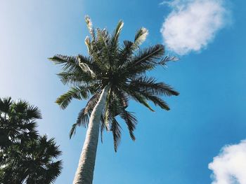 Low angle view of coconut palm tree against sky