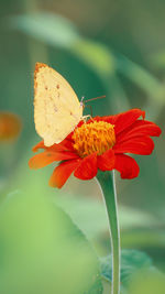 Close-up of butterfly pollinating on flower