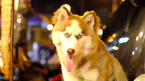 Close-up portrait of a dog