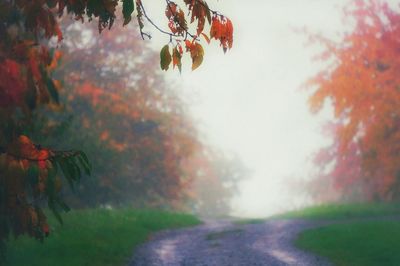 Road passing through trees