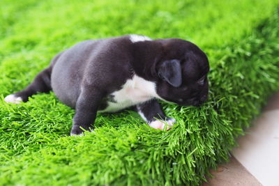 Black dog sitting on grass
