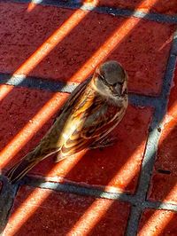 Close-up of tree stump